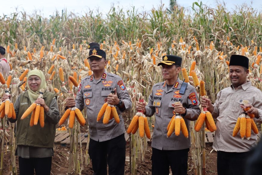 ‎Kapolda Jatim dan Gubernur Panen Jagung di Green Farm Banyuwangi Penuhi Target Swasembada Pangan
